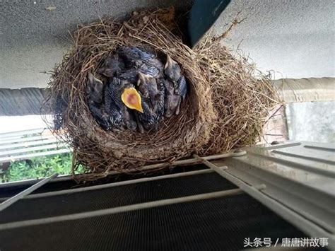 鳥來陽台築巢|一隻鳥從築巢，生蛋，孵蛋，小鳥破殼，起飛的全過程